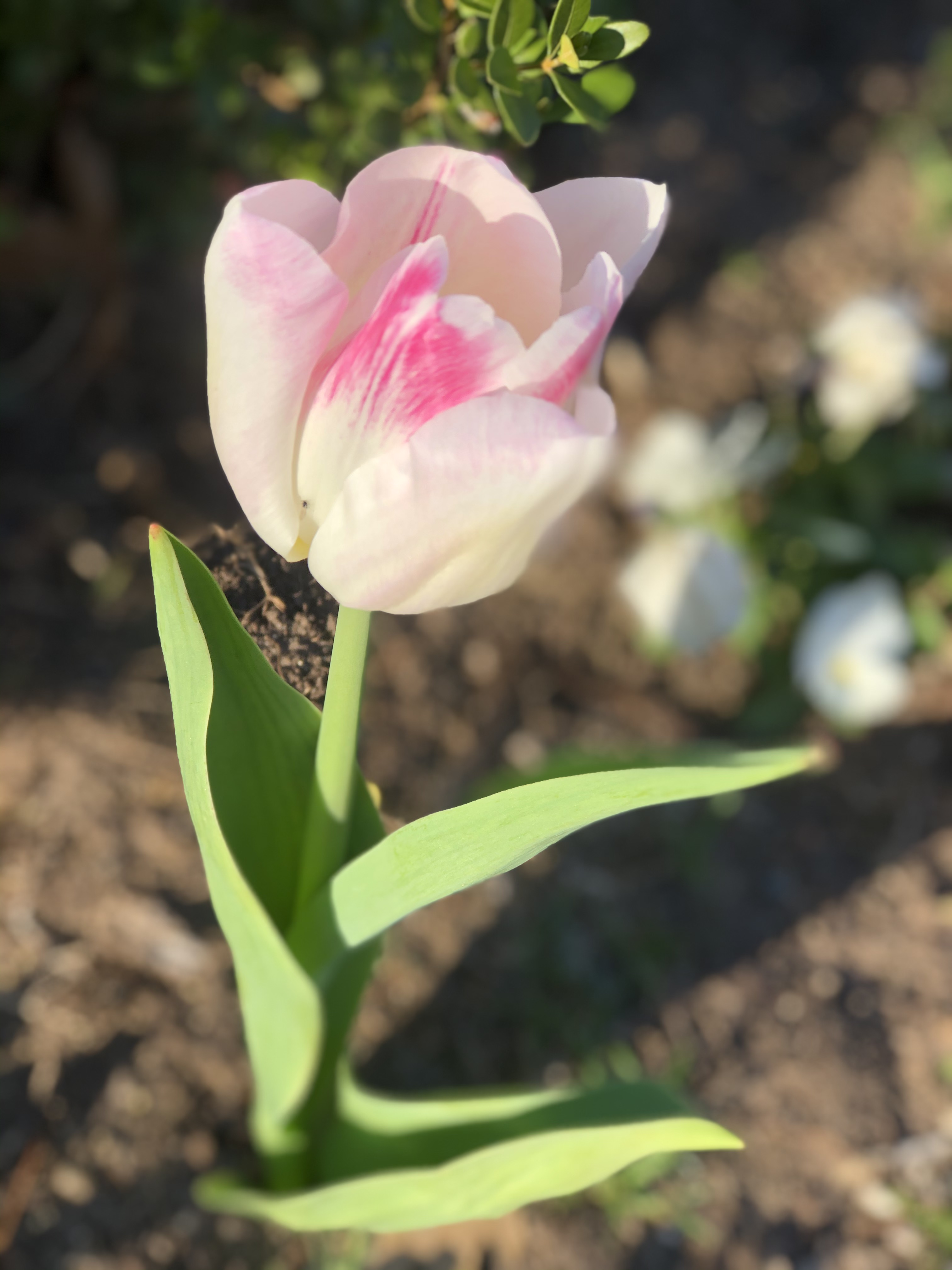 BFA447D5-D9D8-4E59-BD34-6C13AADA958E